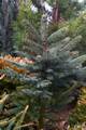 Picea pungens Schovehorst IMG_8618 Świerk kłujący